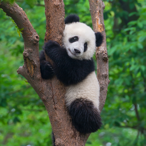 Panda Image
